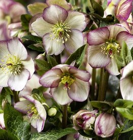 Helleborus Ice n Roses Maddy Marble 1 gal
