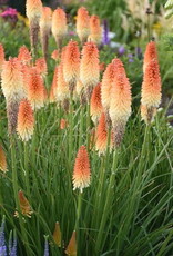 Proven Winners Kniphofia - Red Hot Poker - Hot and Cold 1 gal