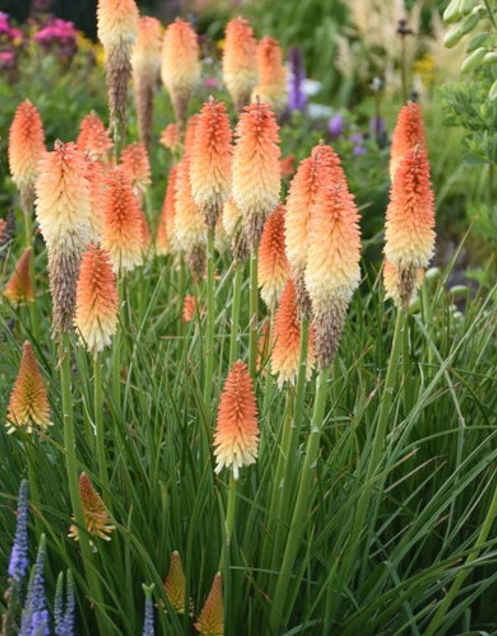 Proven Winners Kniphofia - Red Hot Poker - Hot and Cold 1 gal