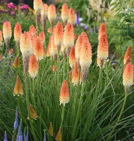 Proven Winners Kniphofia - Red Hot Poker - Hot and Cold 1 gal