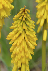 Proven Winners Kniphofia - Red Hot Poker - Solar Flare 1 gal