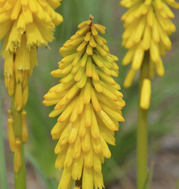 Proven Winners Kniphofia - Red Hot Poker - Solar Flare 1 gal