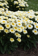 Proven Winners Shasta Daisy - Leucanthemum - Banana Cream II 1 gal