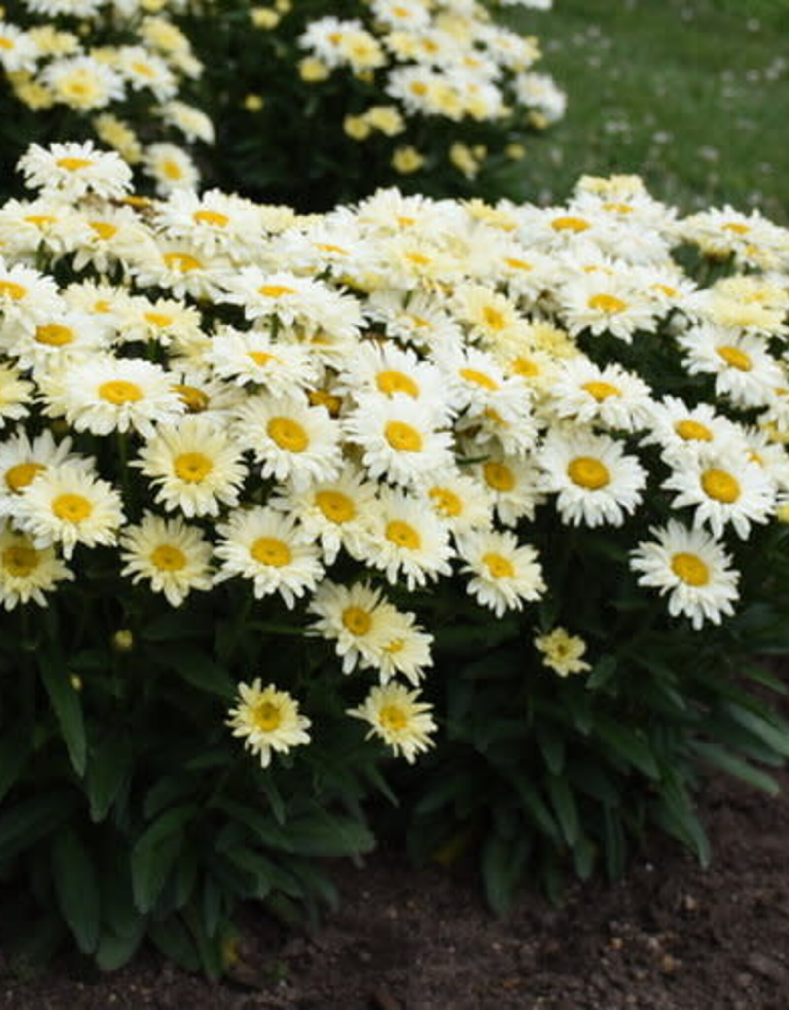 Proven Winners Shasta Daisy - Leucanthemum - Banana Cream II 1 gal