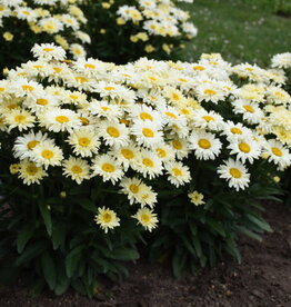 Proven Winners Shasta Daisy - Leucanthemum - Banana Cream II 1 gal