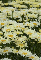 Proven Winners Shasta Daisy - Leucanthemum - Banana Cream 1 gal