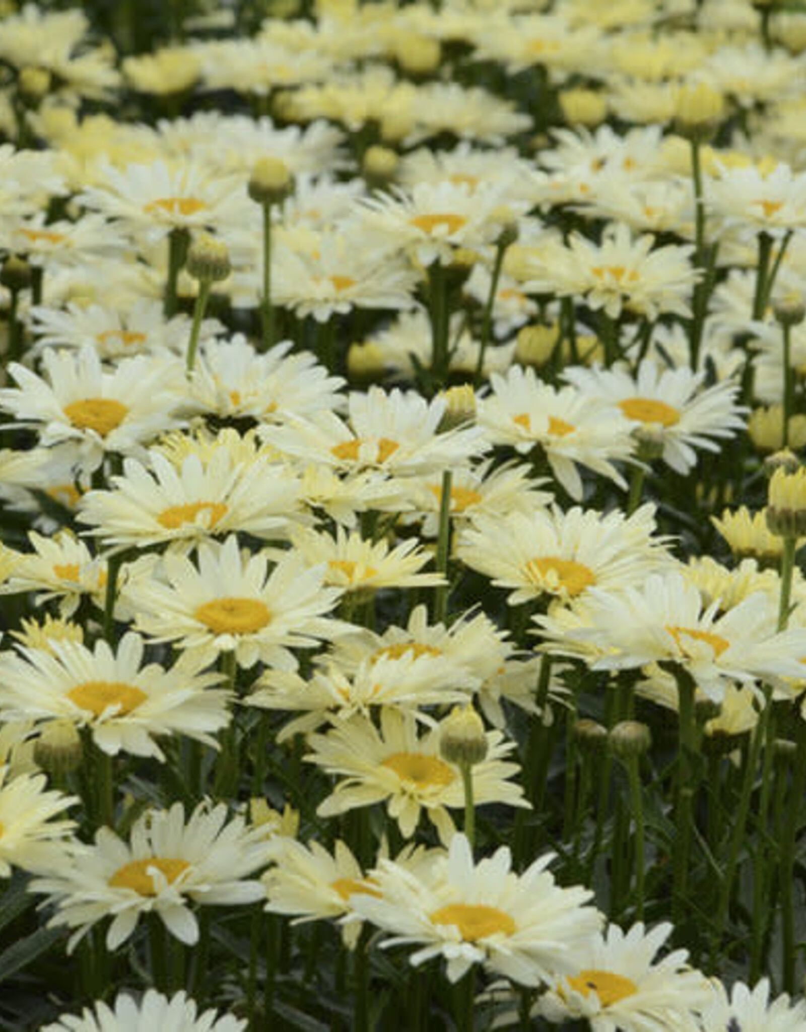 Proven Winners Shasta Daisy - Leucanthemum - Banana Cream 1 gal