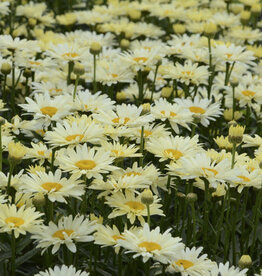Proven Winners Shasta Daisy - Leucanthemum - Banana Cream 1 gal