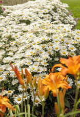 Proven Winners Shasta Daisy - Leucanthemum - Daisy May 1 gal