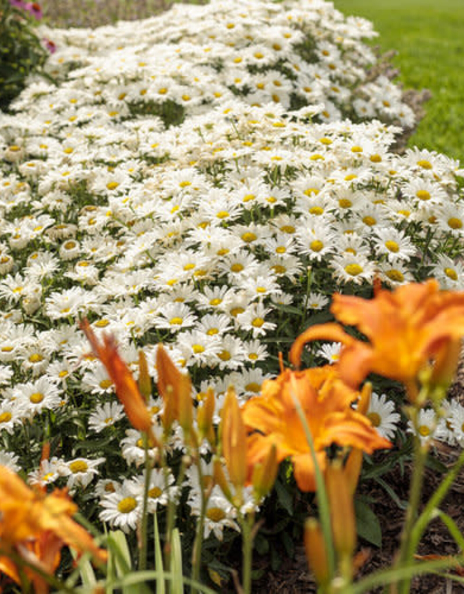 Proven Winners Shasta Daisy - Leucanthemum - Daisy May 1 gal