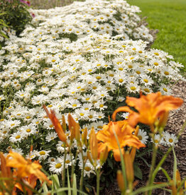 Proven Winners Shasta Daisy - Leucanthemum - Daisy May 1 gal