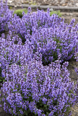 Proven Winners Catmint - Nepeta - Cat's Pajamas 1gal