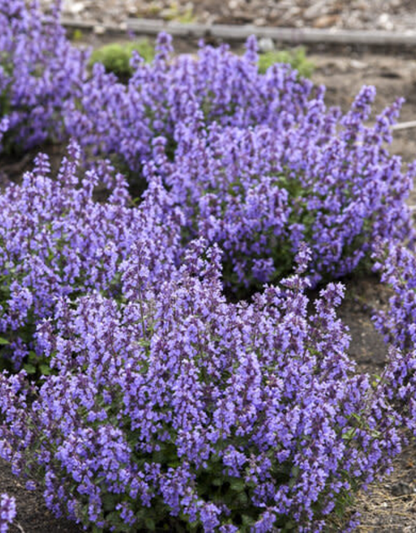 Proven Winners Catmint - Nepeta - Cat's Pajamas 1gal