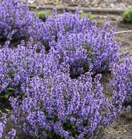 Proven Winners Catmint - Nepeta - Cat's Pajamas 1gal