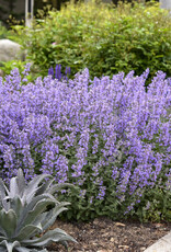 Proven Winners Catmint - Nepeta - Cat's Meow 1gal