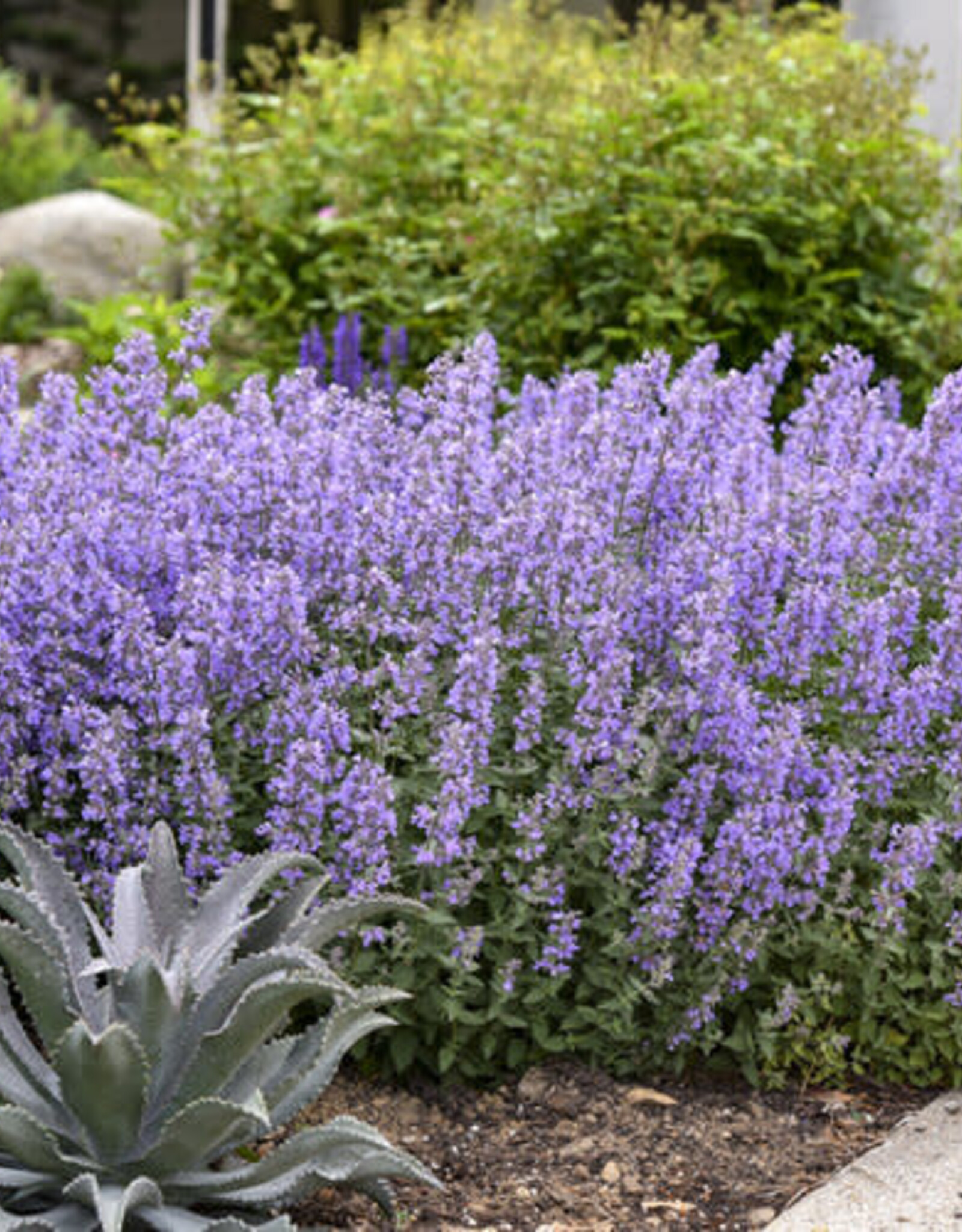 Proven Winners Catmint - Nepeta - Cat's Meow 1gal