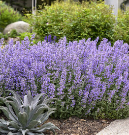 Proven Winners Catmint - Nepeta - Cat's Meow 1gal
