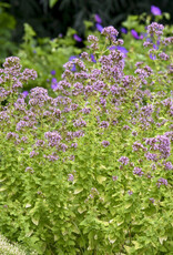 Proven Winners Origanum Drops of Jupiter 1gal