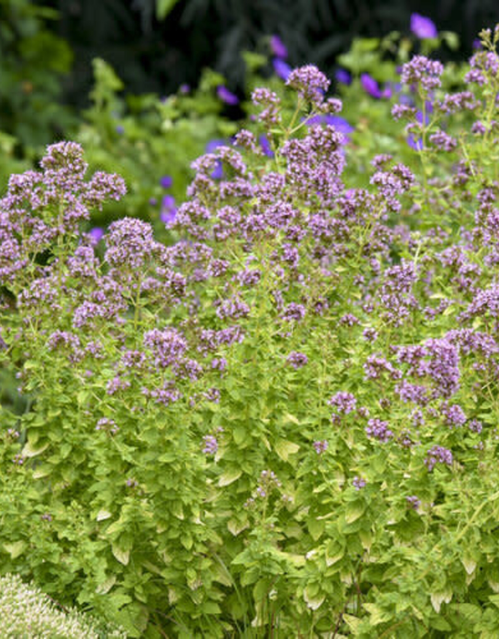 Proven Winners Origanum Drops of Jupiter 1gal