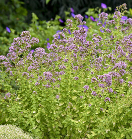 Proven Winners Origanum Drops of Jupiter 1 gal