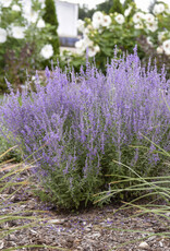 Proven Winners Russian Sage - Perovskia - Sage Advice 1 gal