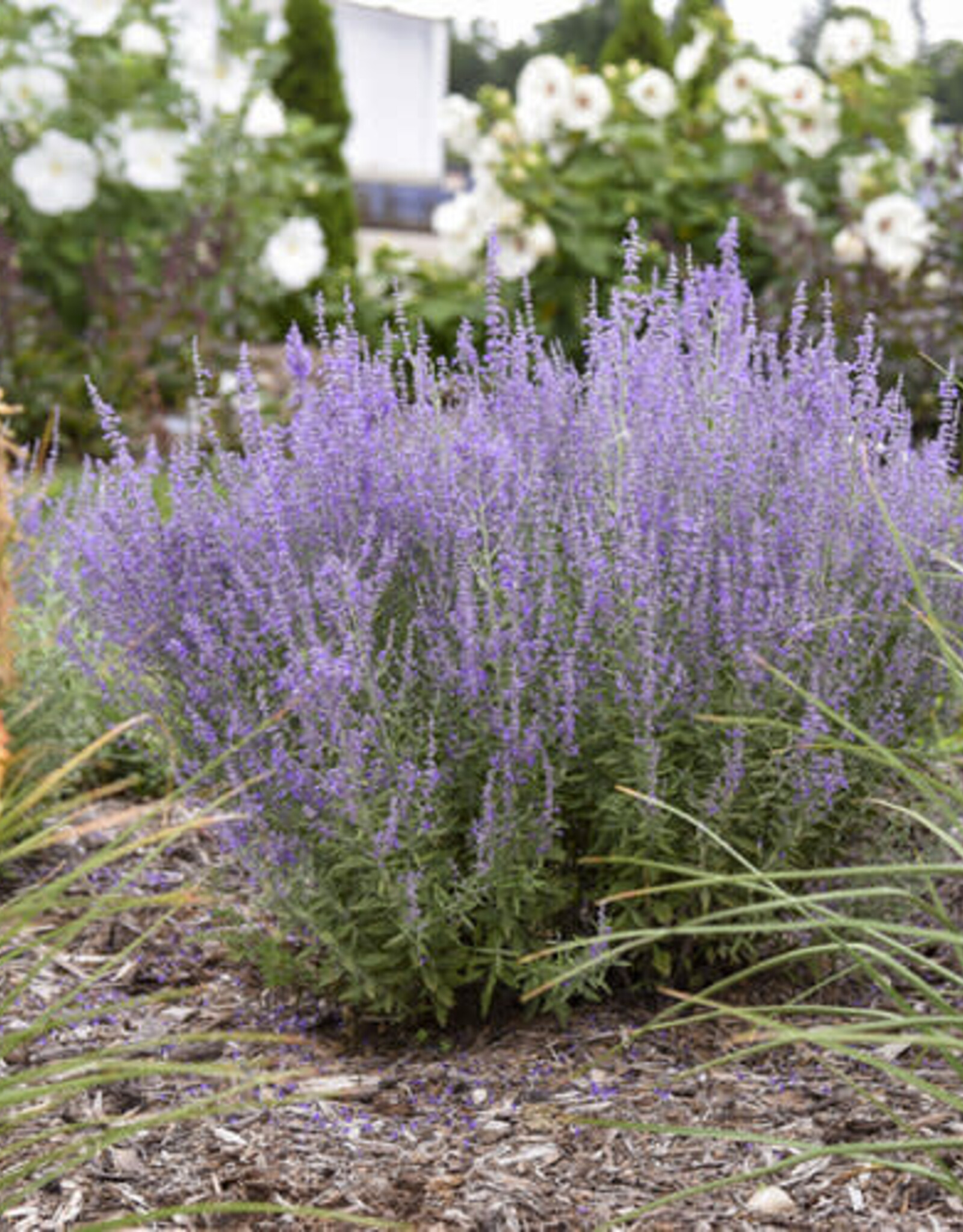 Proven Winners Russian Sage - Perovskia - Sage Advice 1 gal