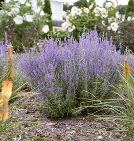 Proven Winners Russian Sage - Perovskia - Sage Advice 1 gal