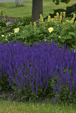 Proven Winners Sage - Salvia - Violet Riot 1 gal