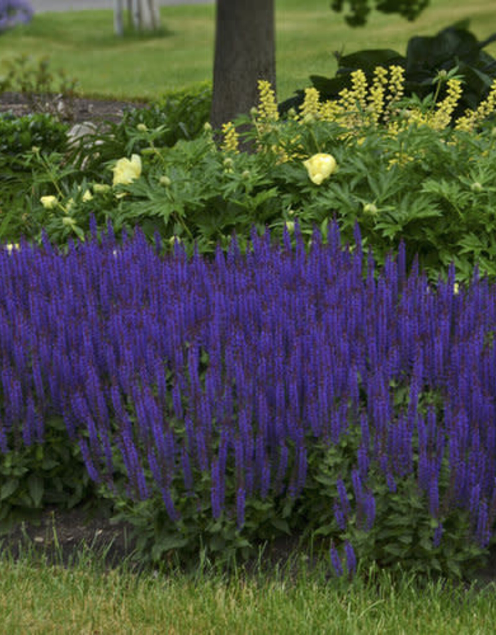 Proven Winners Sage - Salvia - Violet Riot 1 gal