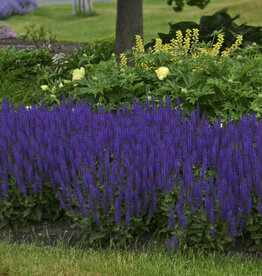 Proven Winners Sage - Salvia - Violet Riot 1 gal