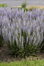 Proven Winners Sage - Salvia - Perfect Profusion 1 gal