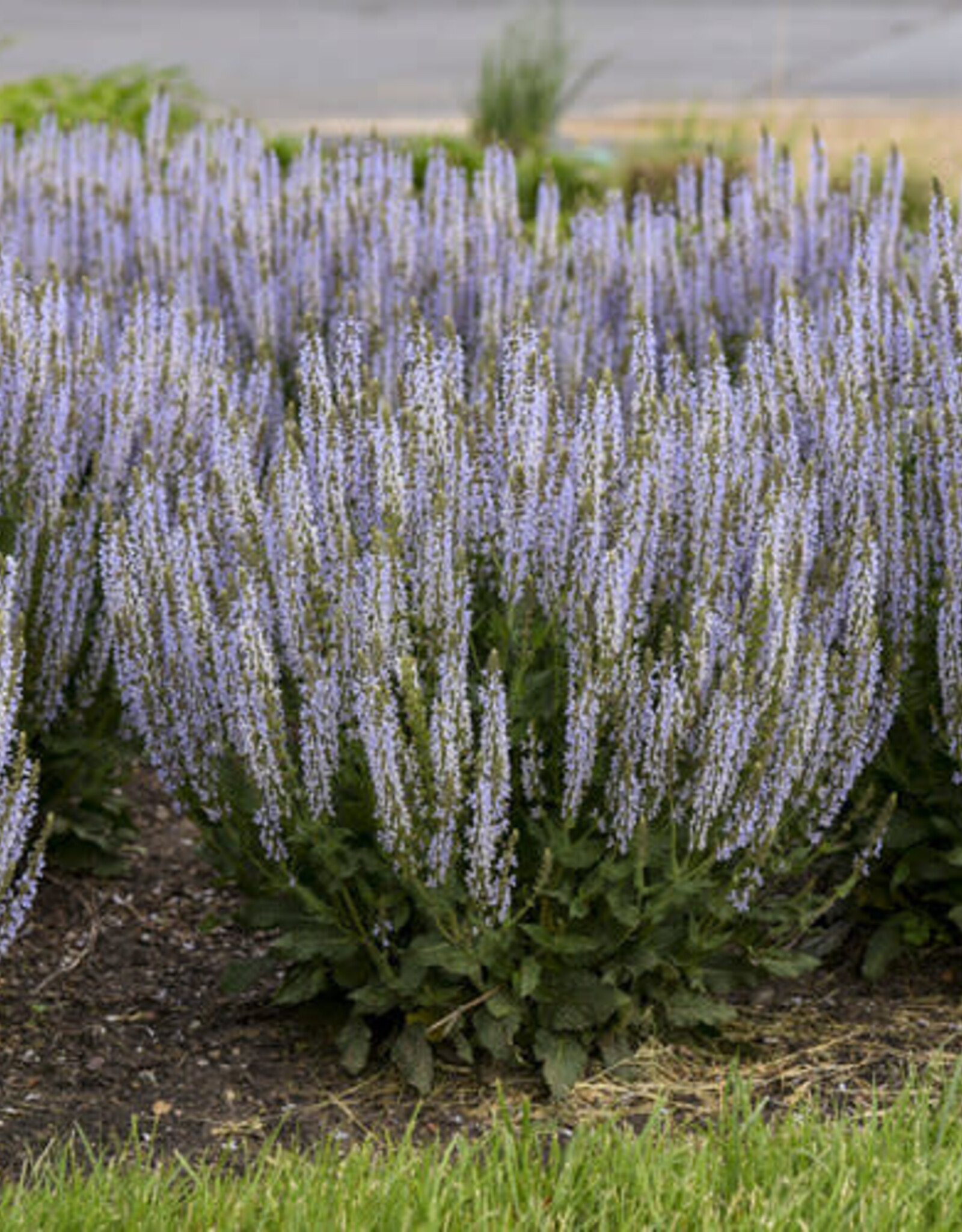 Proven Winners Sage - Salvia - Perfect Profusion 1 gal