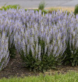 Proven Winners Sage - Salvia - Perfect Profusion 1 gal