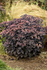 Proven Winners Sedum Back in Black 1 gal