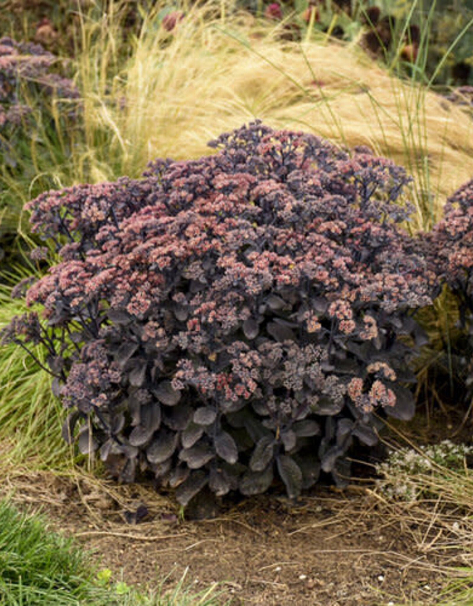 Proven Winners Sedum Back in Black 1 gal