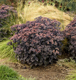 Proven Winners Sedum Back in Black 1 gal