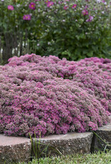 Proven Winners Sedum Popstar 1 gal
