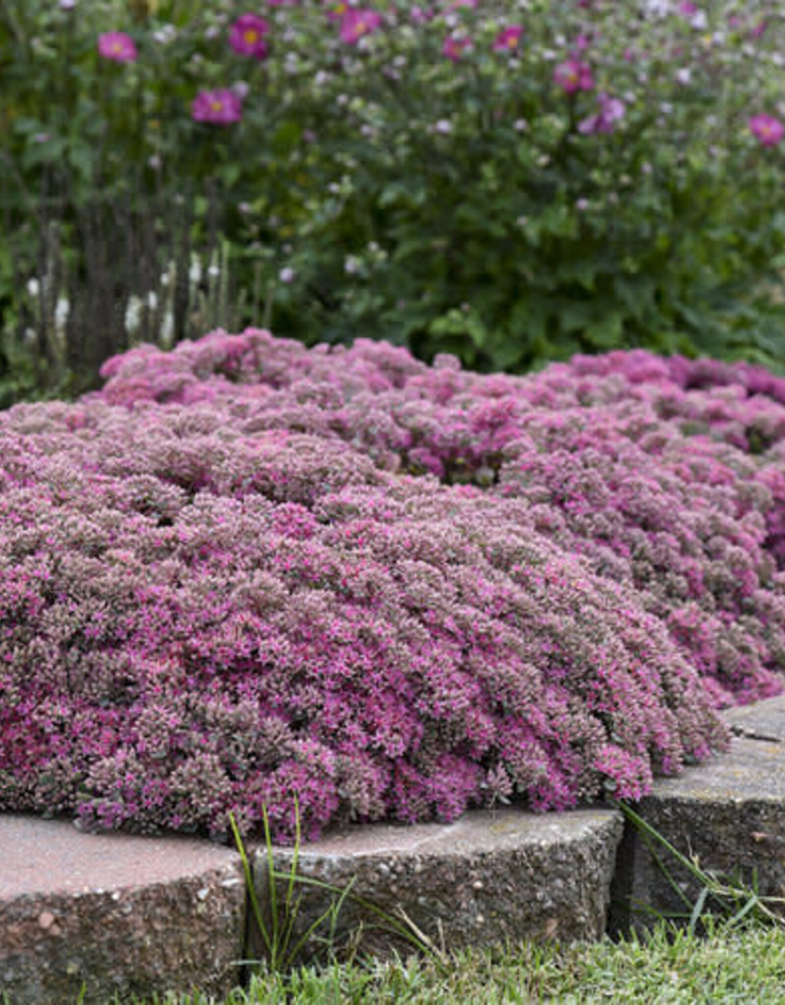 Proven Winners Sedum Popstar 1 gal
