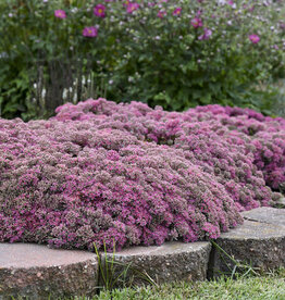 Proven Winners Sedum Popstar 1 gal