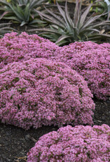 Proven Winners Sedum Pride and Joy 1 gal