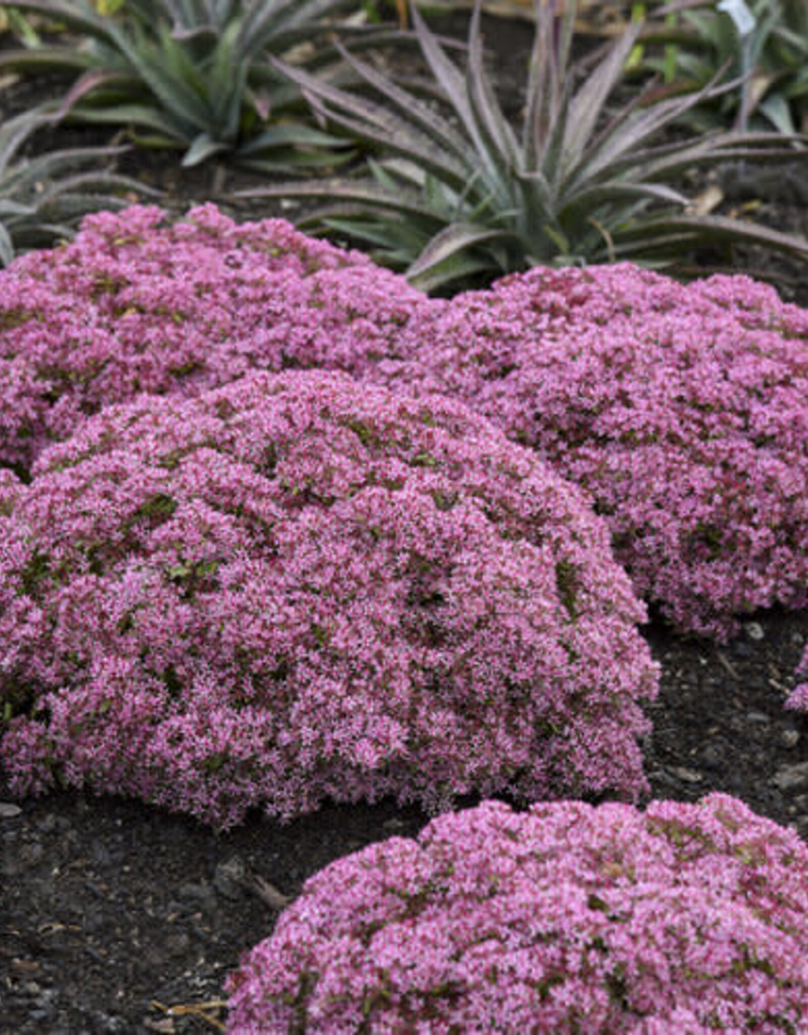 Proven Winners Sedum Pride and Joy 1 gal