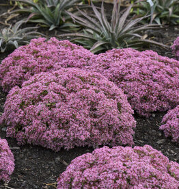 Proven Winners Sedum Pride and Joy 1 gal