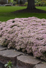 Proven Winners Sedum Pure Joy 1gal
