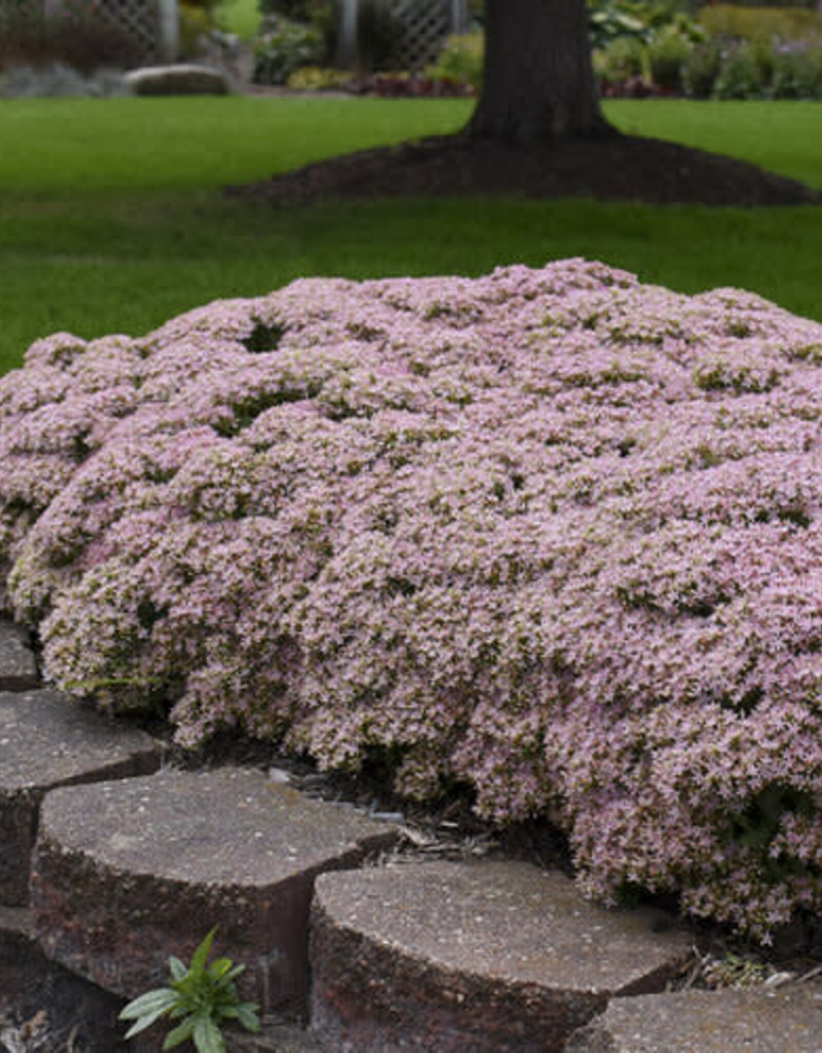 Proven Winners Sedum Pure Joy 1gal
