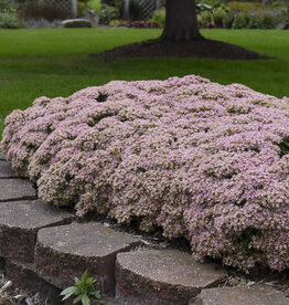 Proven Winners Sedum Pure Joy 1gal
