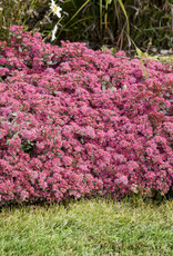 Proven Winners Sedum Superstar 1gal