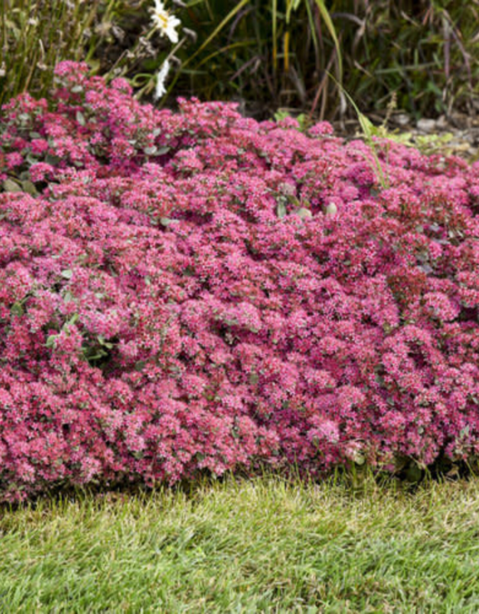 Proven Winners Sedum Superstar 1gal