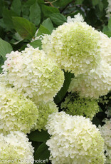 Proven Winners Hydrangea Limelight 10 gal