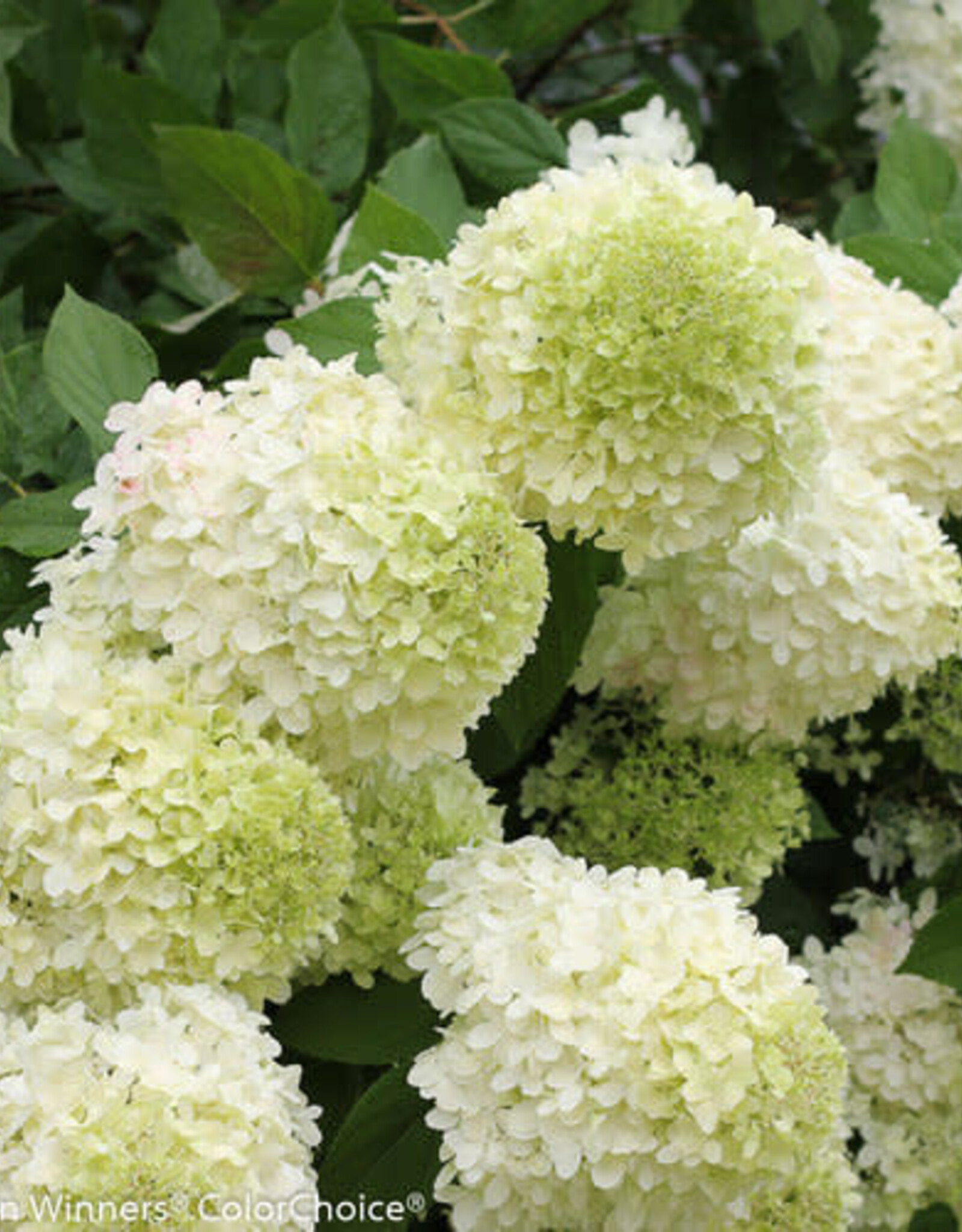 Proven Winners Hydrangea Limelight 10 gal