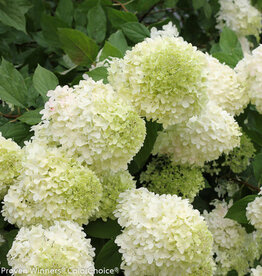 Proven Winners Hydrangea Limelight 10 gal